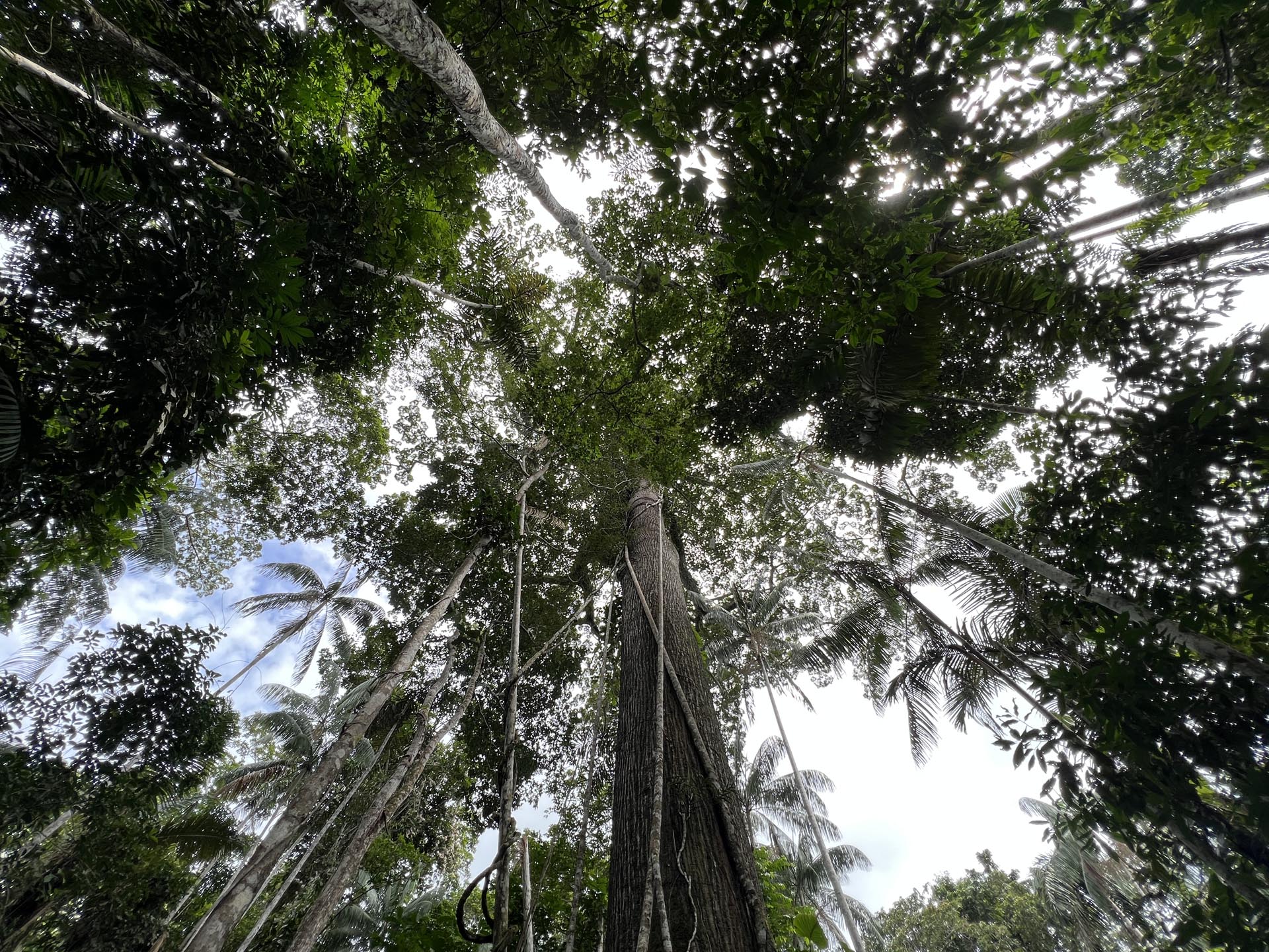 Gallery Selva_0019_Layer 58