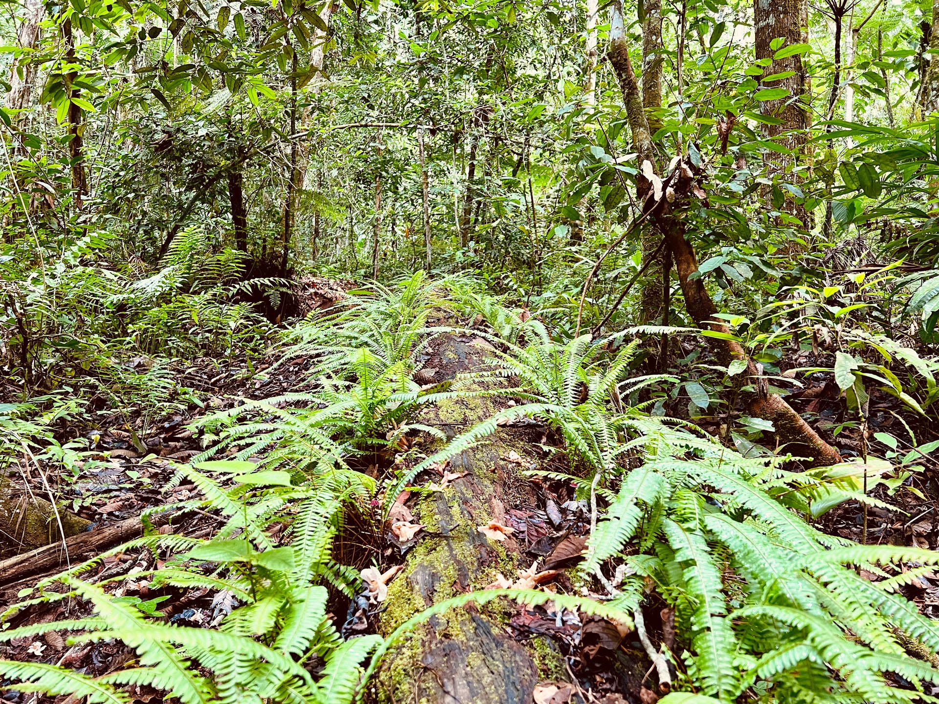 Gallery Selva_0031_Layer 46