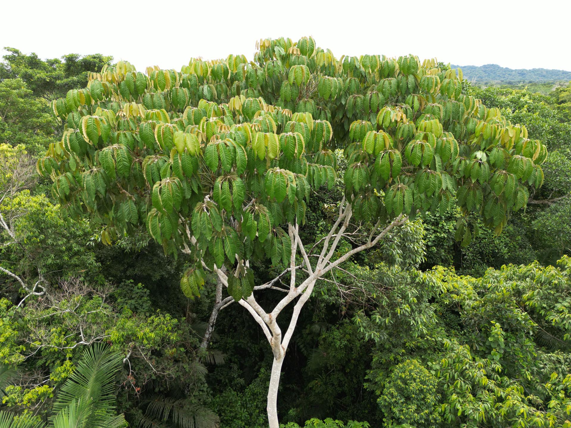 Gallery Selva_0042_Layer 35