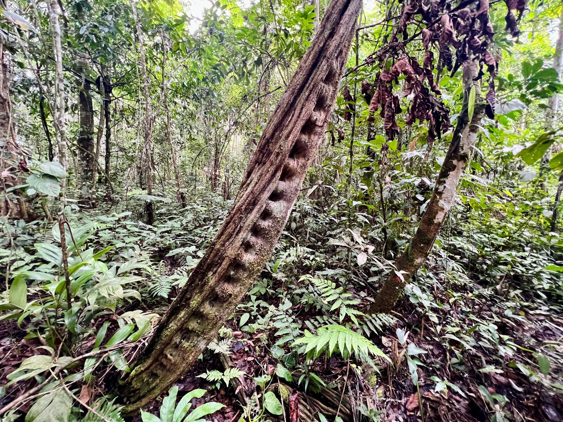 Gallery Selva_0047_Layer 30