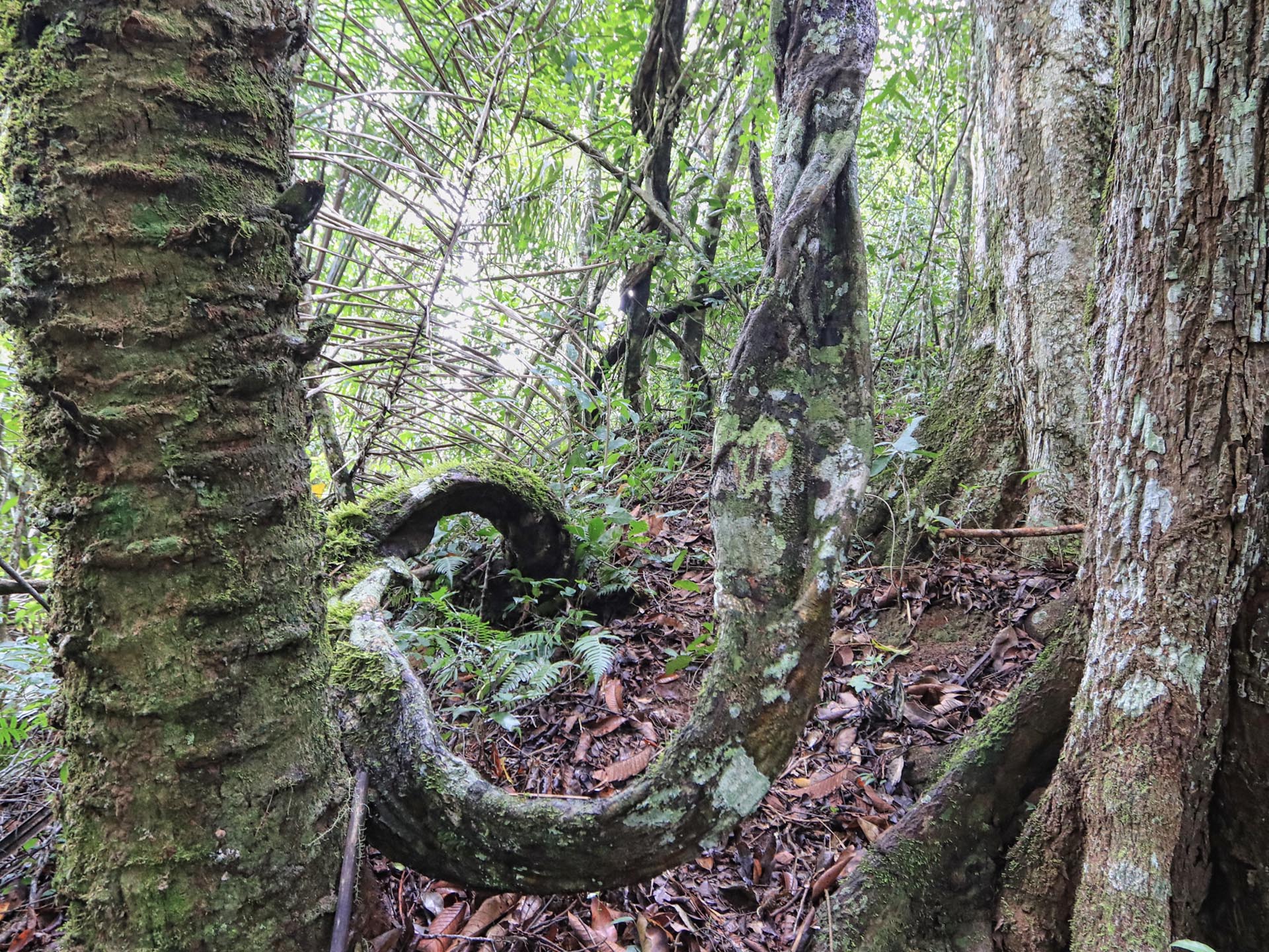 Gallery Selva_0053_Layer 24