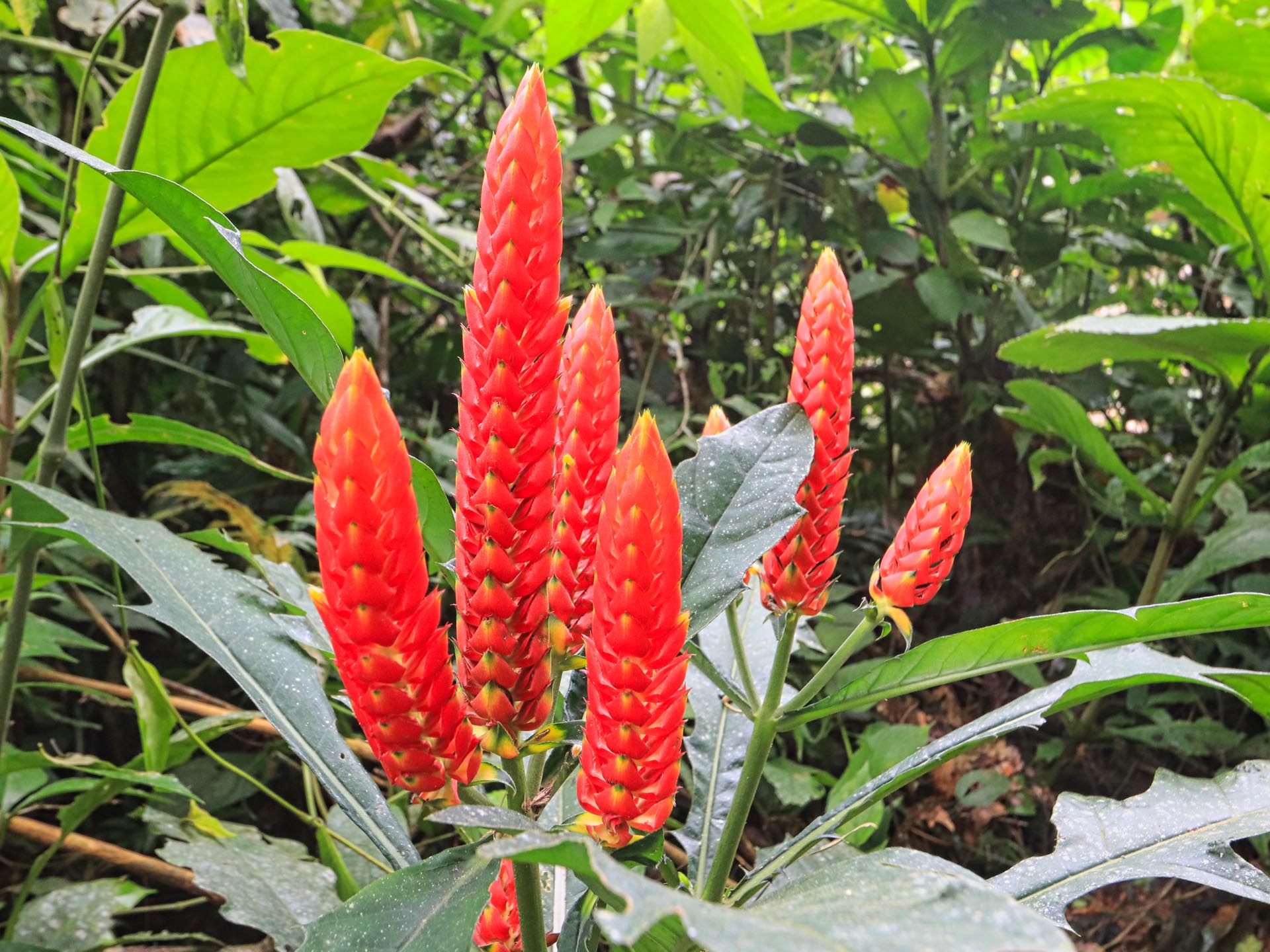 Gallery Selva_0055_Layer 22