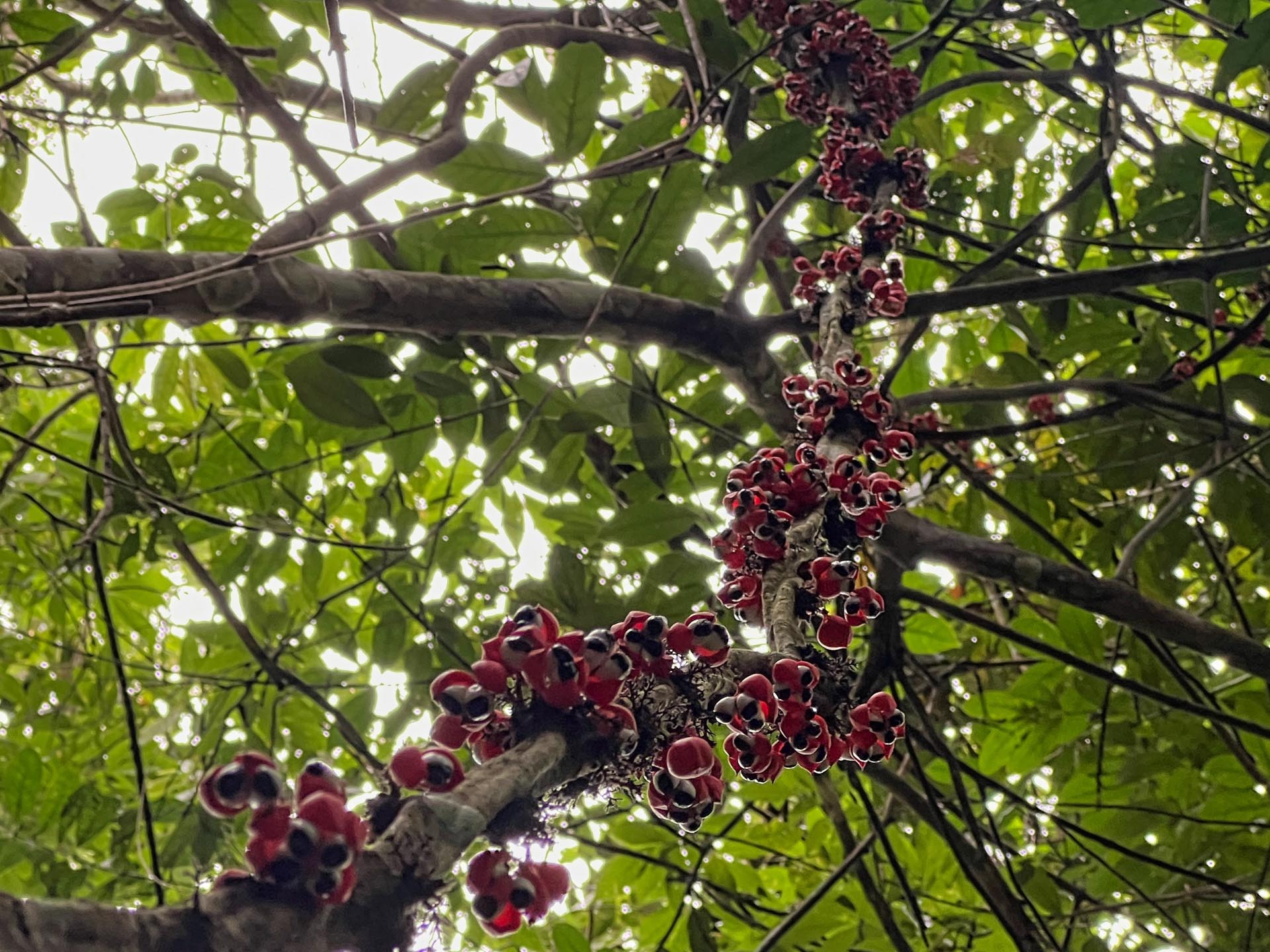 Gallery Selva_0058_Layer 19