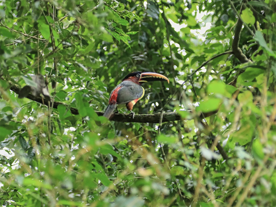 Colorful toucan in Madidi National Park, Bolivian Amazon – wildlife photography and birdwatching tours