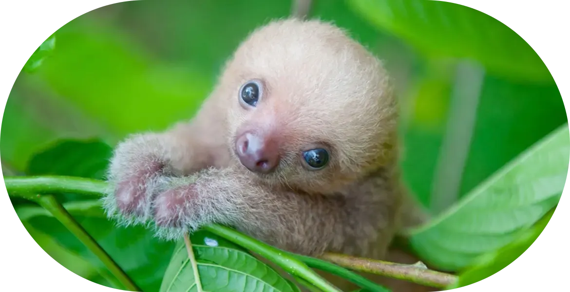 Baby sloth resting on a branch at Madidi Kullpana Ecolodge in Madidi National Park Bolivia