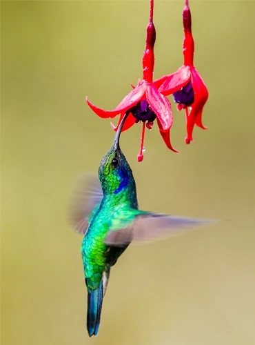 Hummingbird drinking nectar from a flower in Madidi National Park, Bolivia, near Madidi Kullpana Ecolodge.