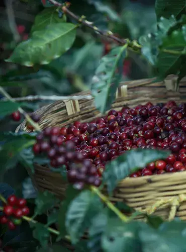 Freshly harvested organic coffee cherries in a wicker basket, handpicked for Kullpana Coffee in Madidi National Park, Bolivia.