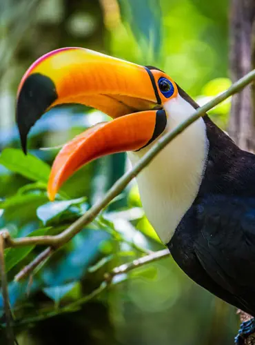 Wildlife watching tour in Madidi National Park spotting jaguars, monkeys, giant otters and tapirs Bolivia