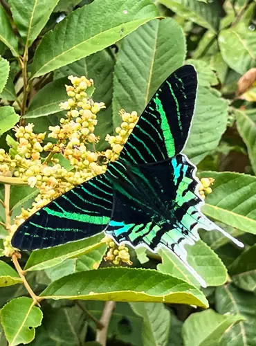 Lepidopterology tour in Madidi National Park spotting colorful butterflies in the Amazon rainforest Bolivia