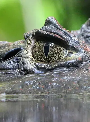 Wildlife watching in Madidi National Park observing jaguars, pumas, spectacled bears and monkeys Bolivia