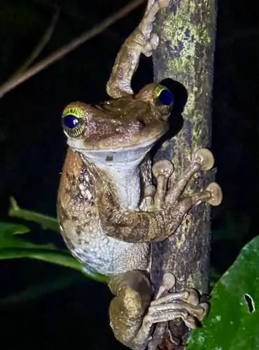 Close up of a colorful rainforest frog in Madidi National Park, Bolivia.