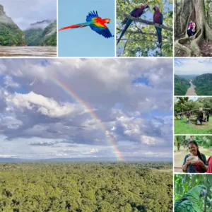 Boat day tour on the Río Beni to macaw nesting sites with jungle hike and viewpoint over Madidi National Park.