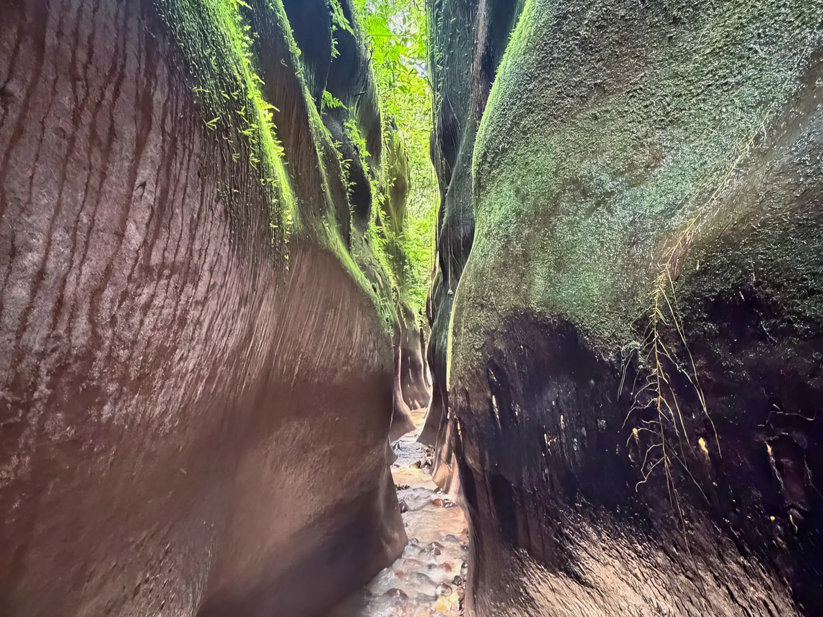 madidi canon del bala 09