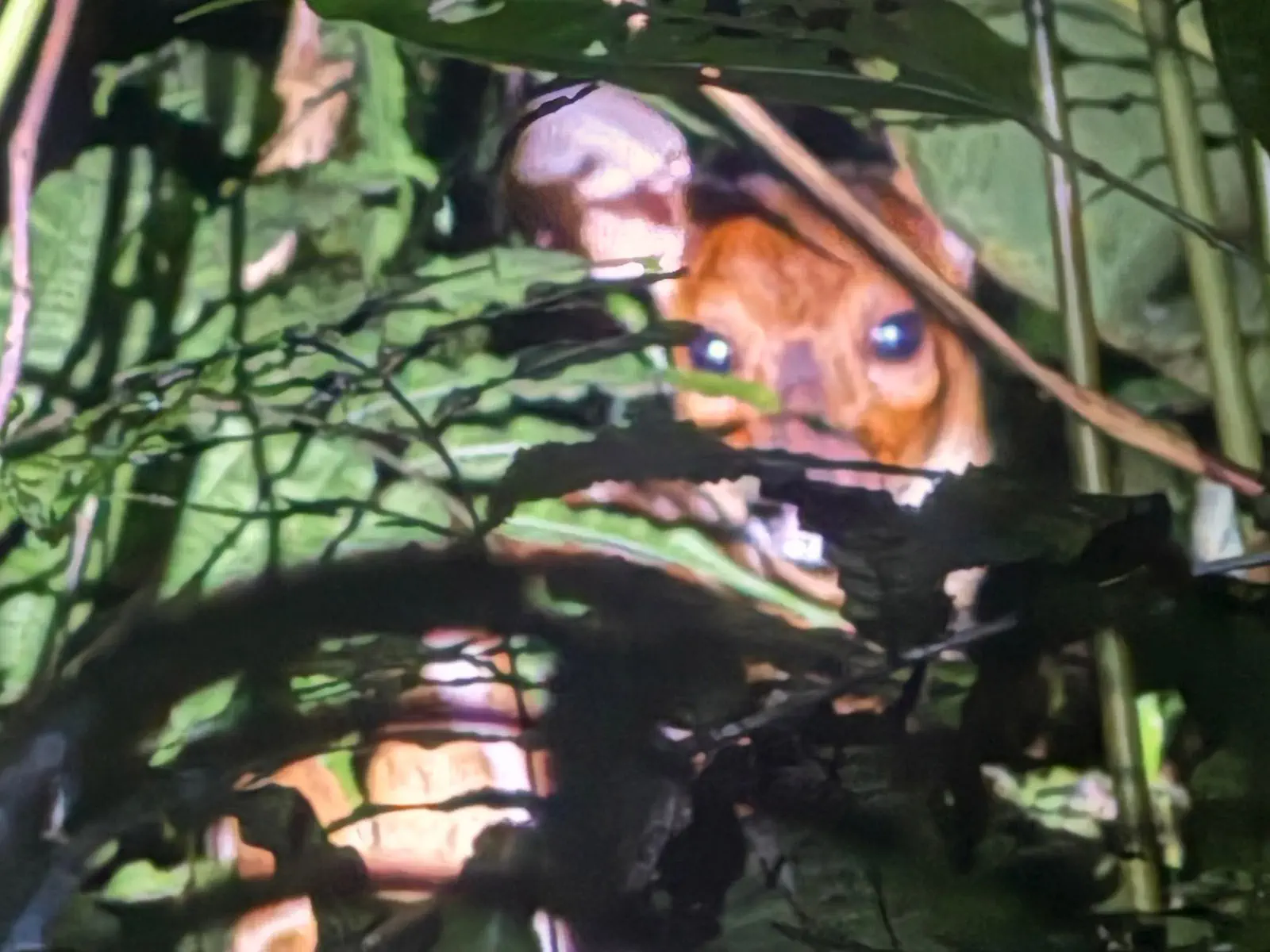 Madidi Jungle Tours