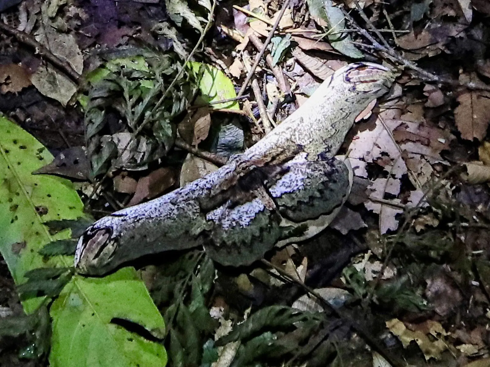 Madidi Jungle Tours