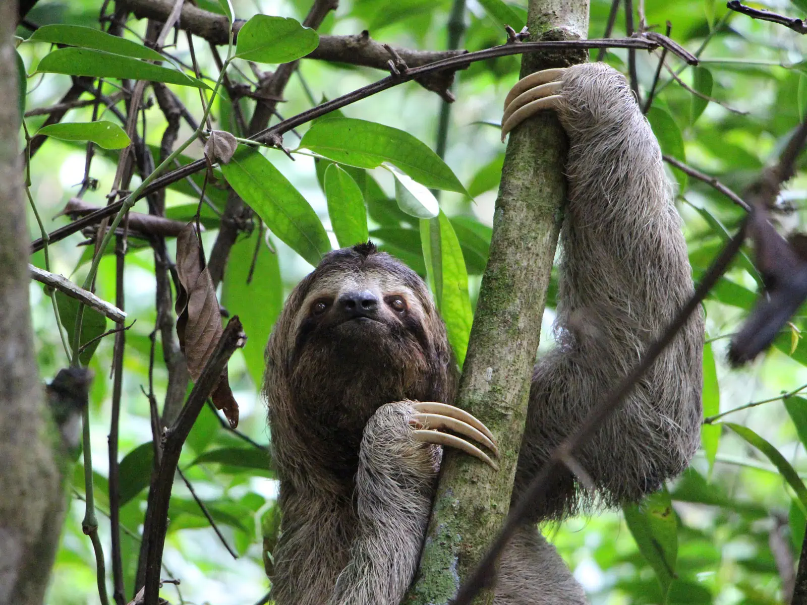 Madidi Jungle Tours