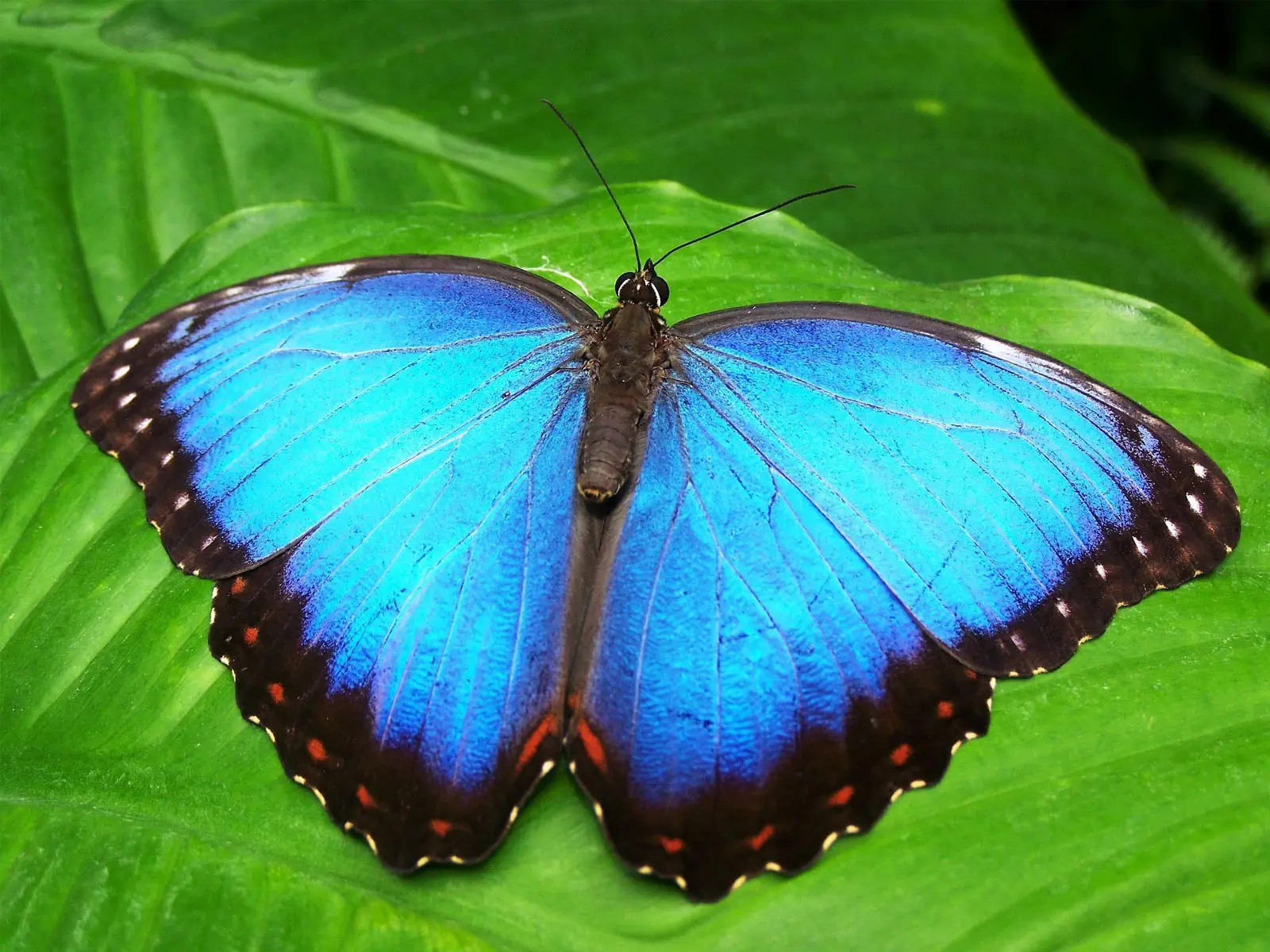 Madidi Jungle Tours
