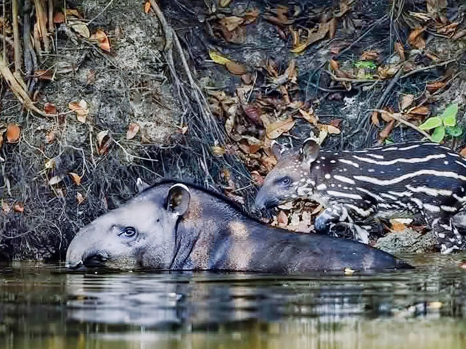 Madidi Jungle Tours