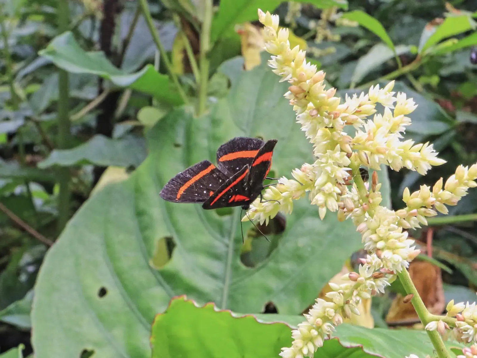 Madidi Jungle Tours
