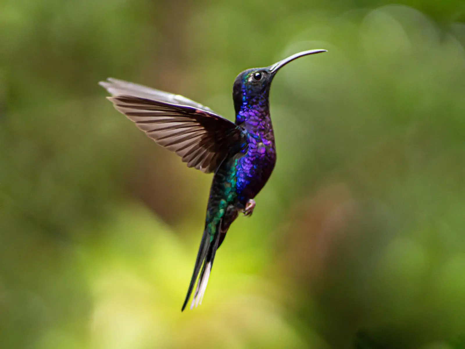 Madidi Jungle Tours