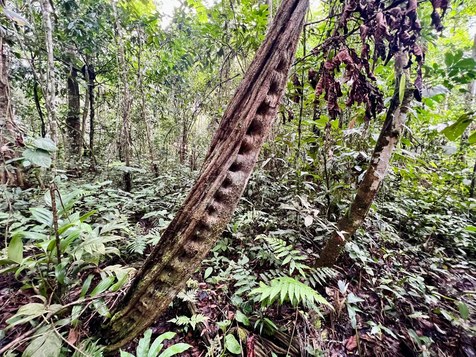 Madidi Jungle Tours
