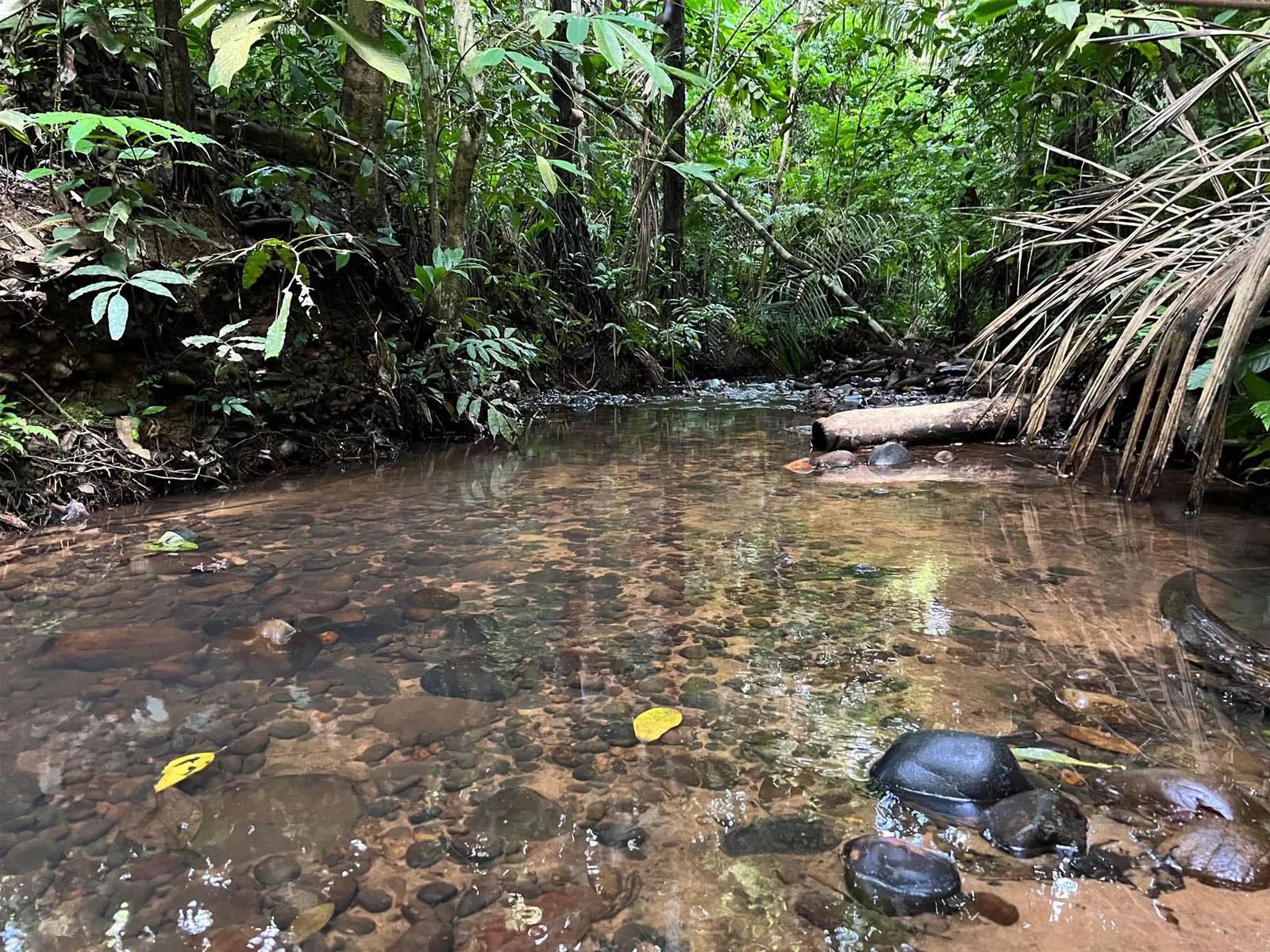 Madidi Jungle Tours
