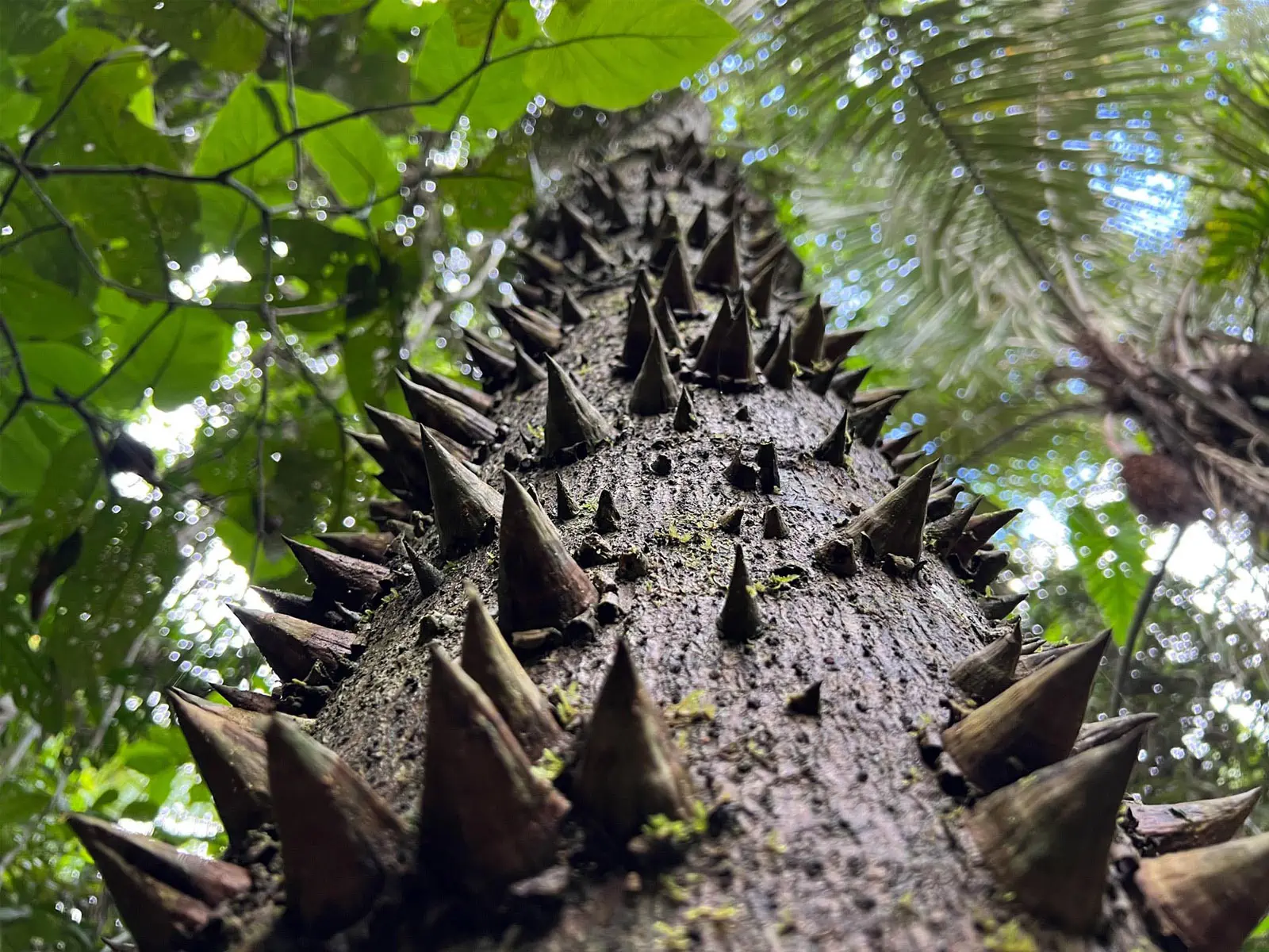 Madidi Jungle Tours