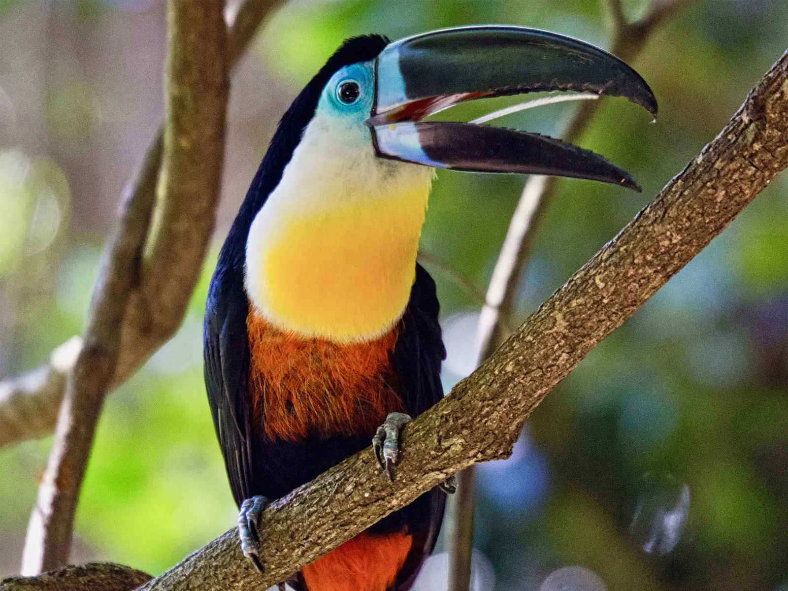 Madidi Jungle Tours