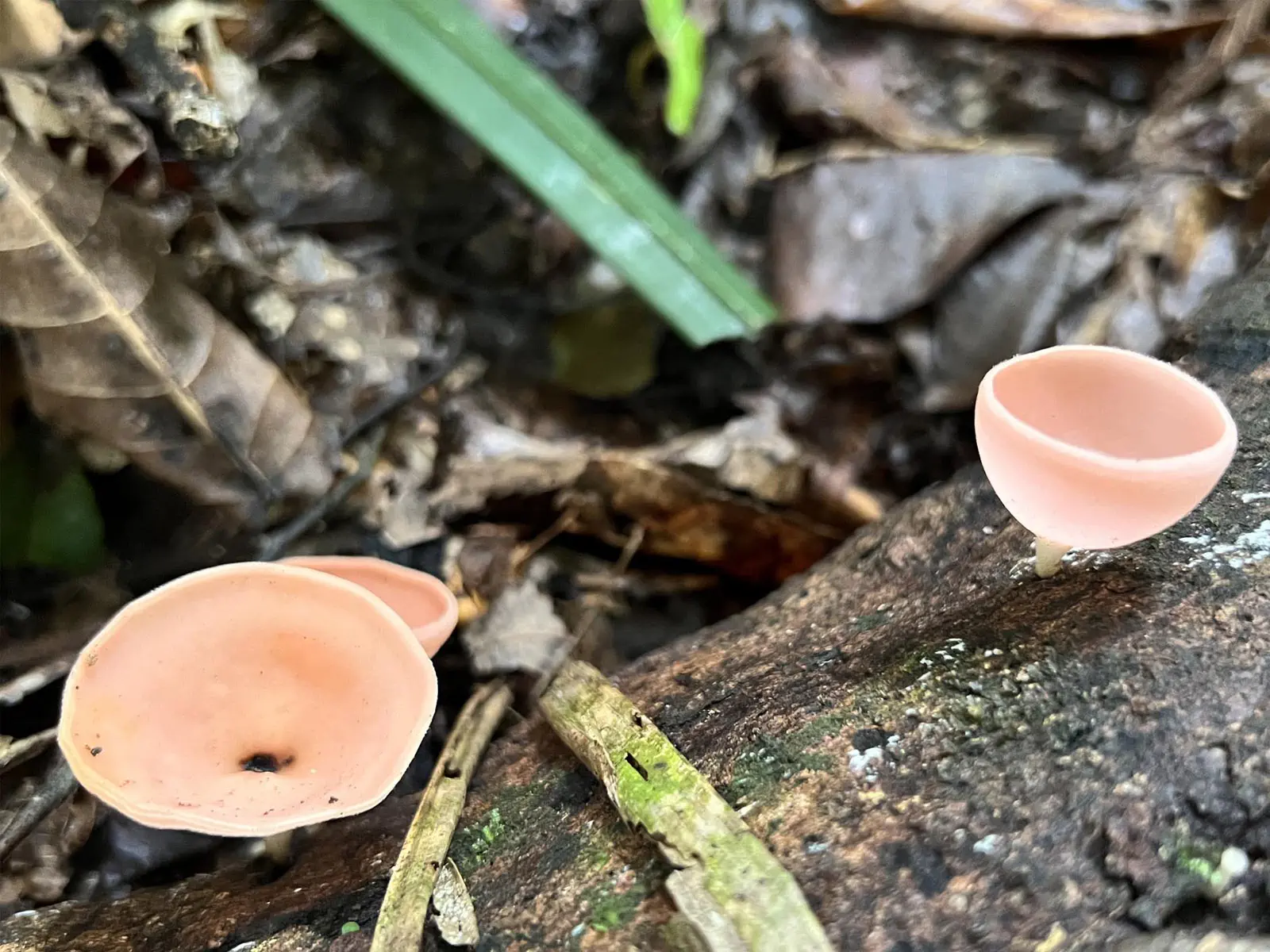 Madidi Jungle Tours