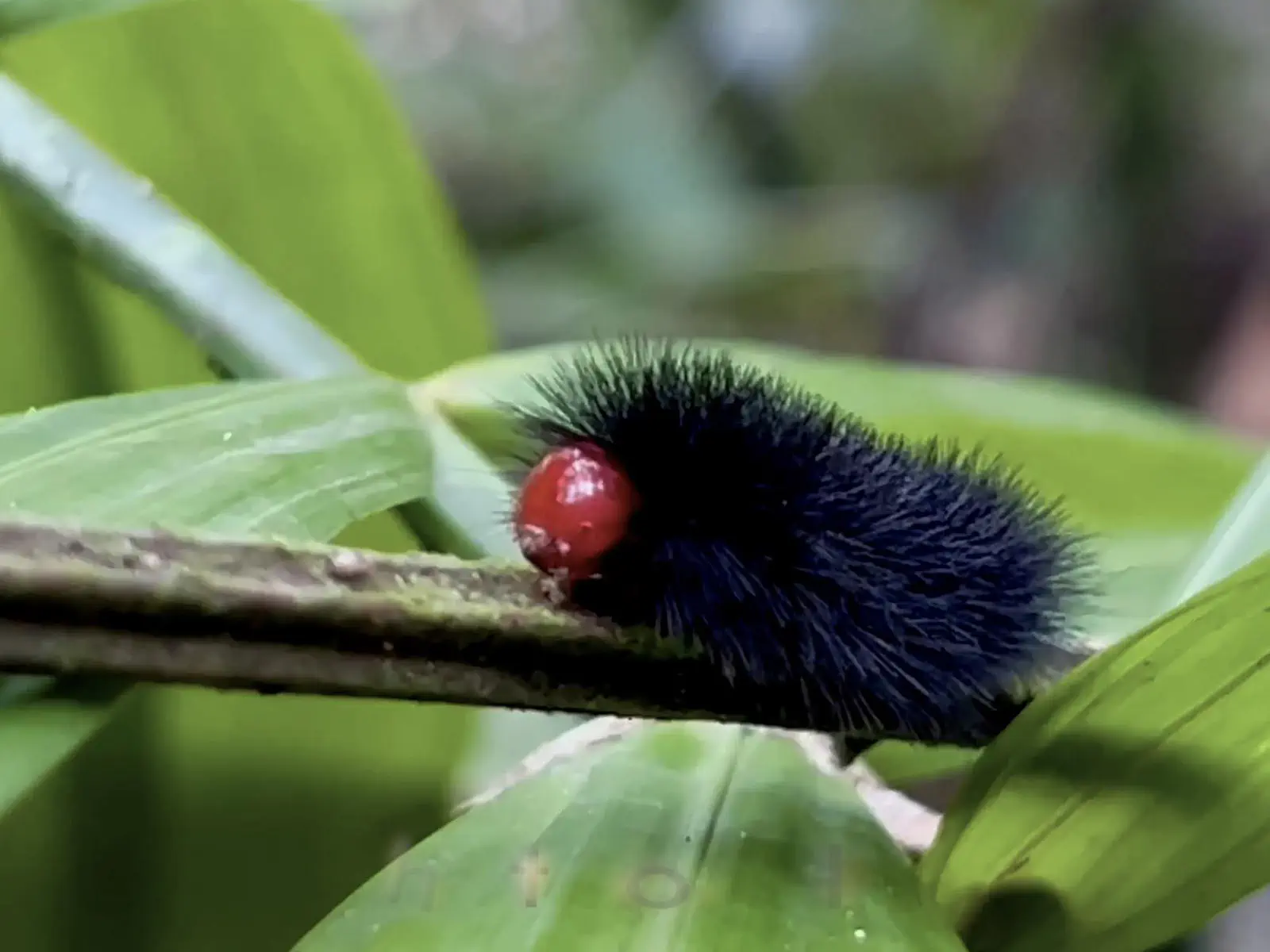 Madidi Jungle Tours