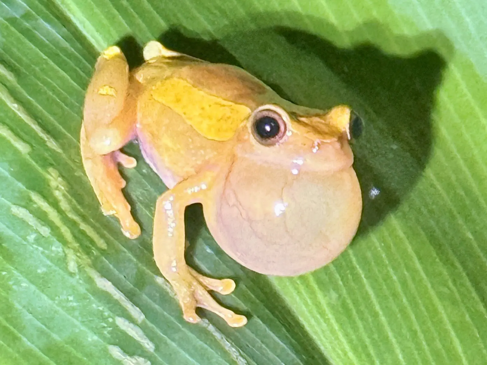 Madidi Jungle Tours