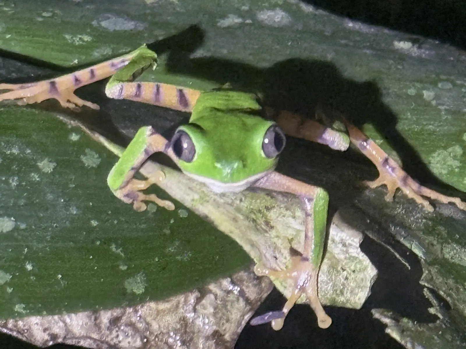 Madidi Jungle Tours
