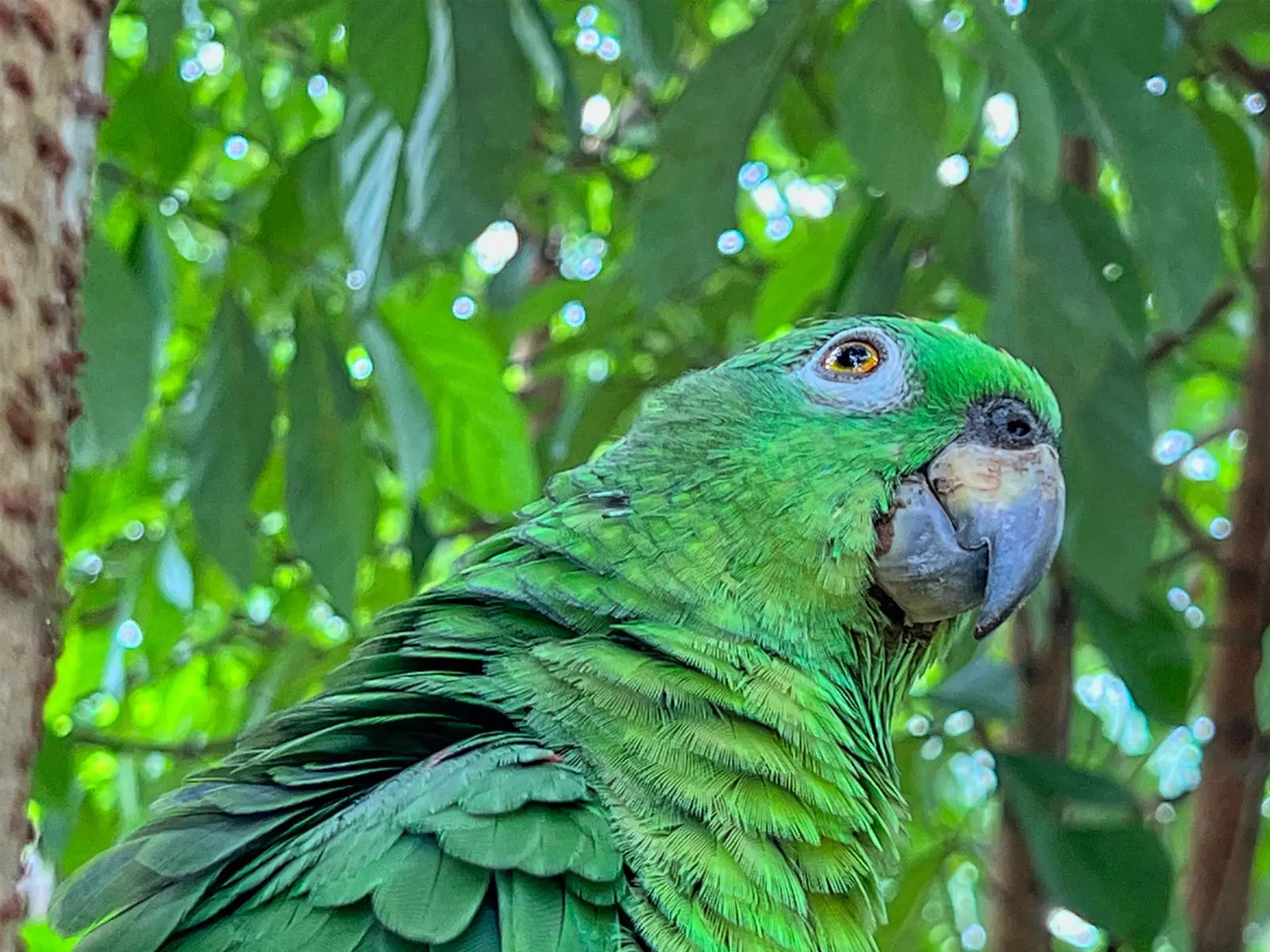 Madidi Jungle Tours