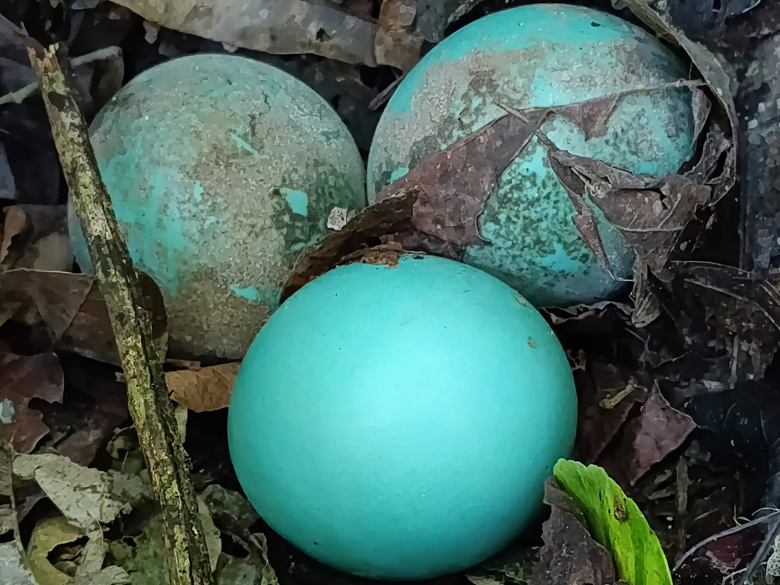 Madidi Jungle Tours