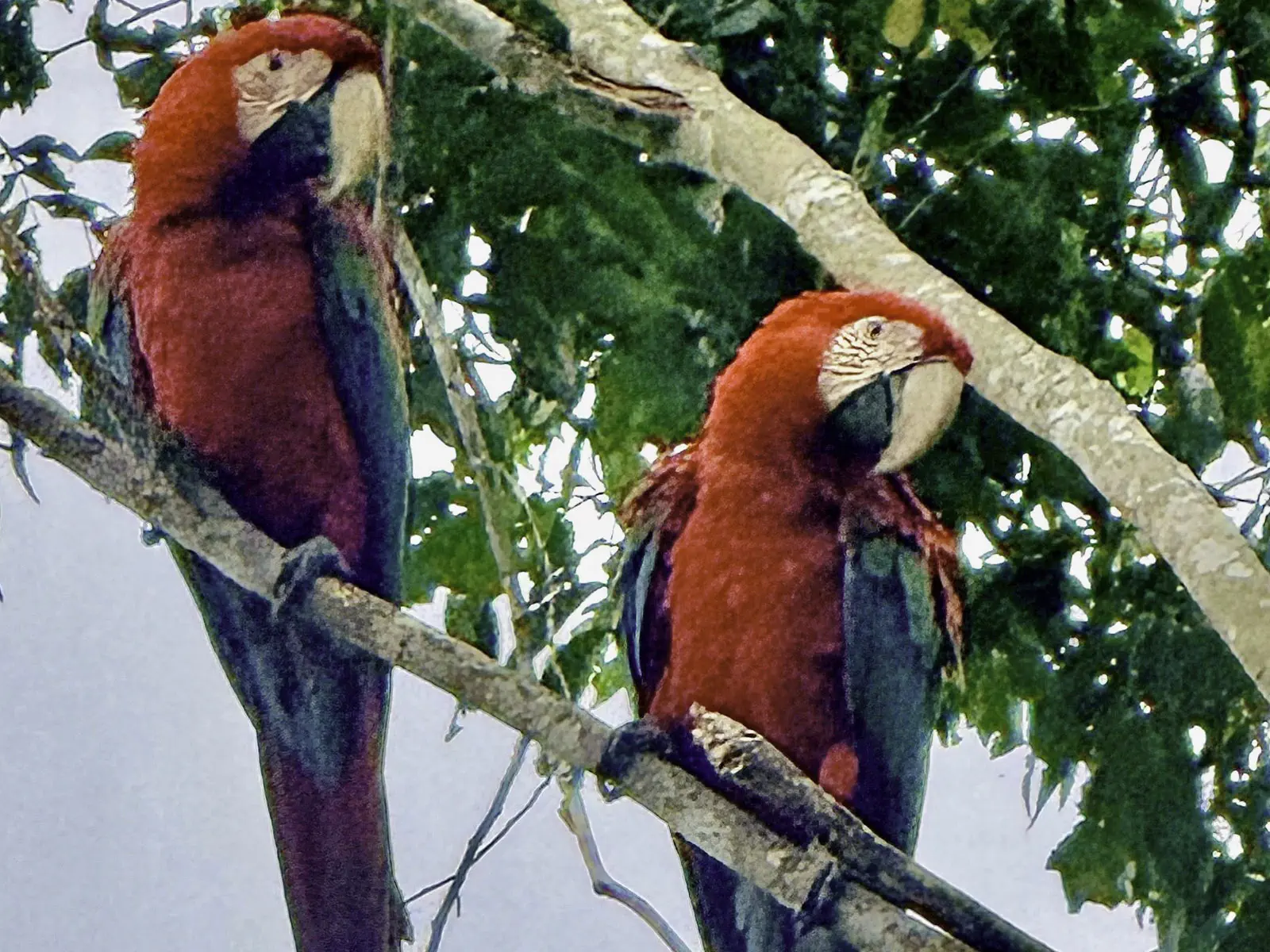 Madidi Jungle Tours