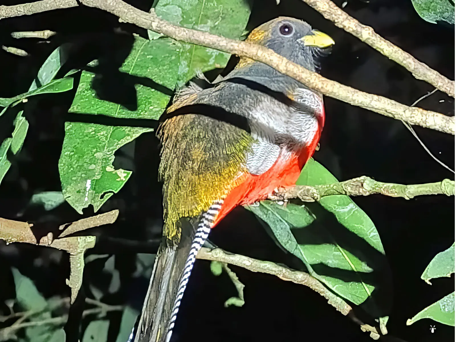 Madidi Jungle Tours