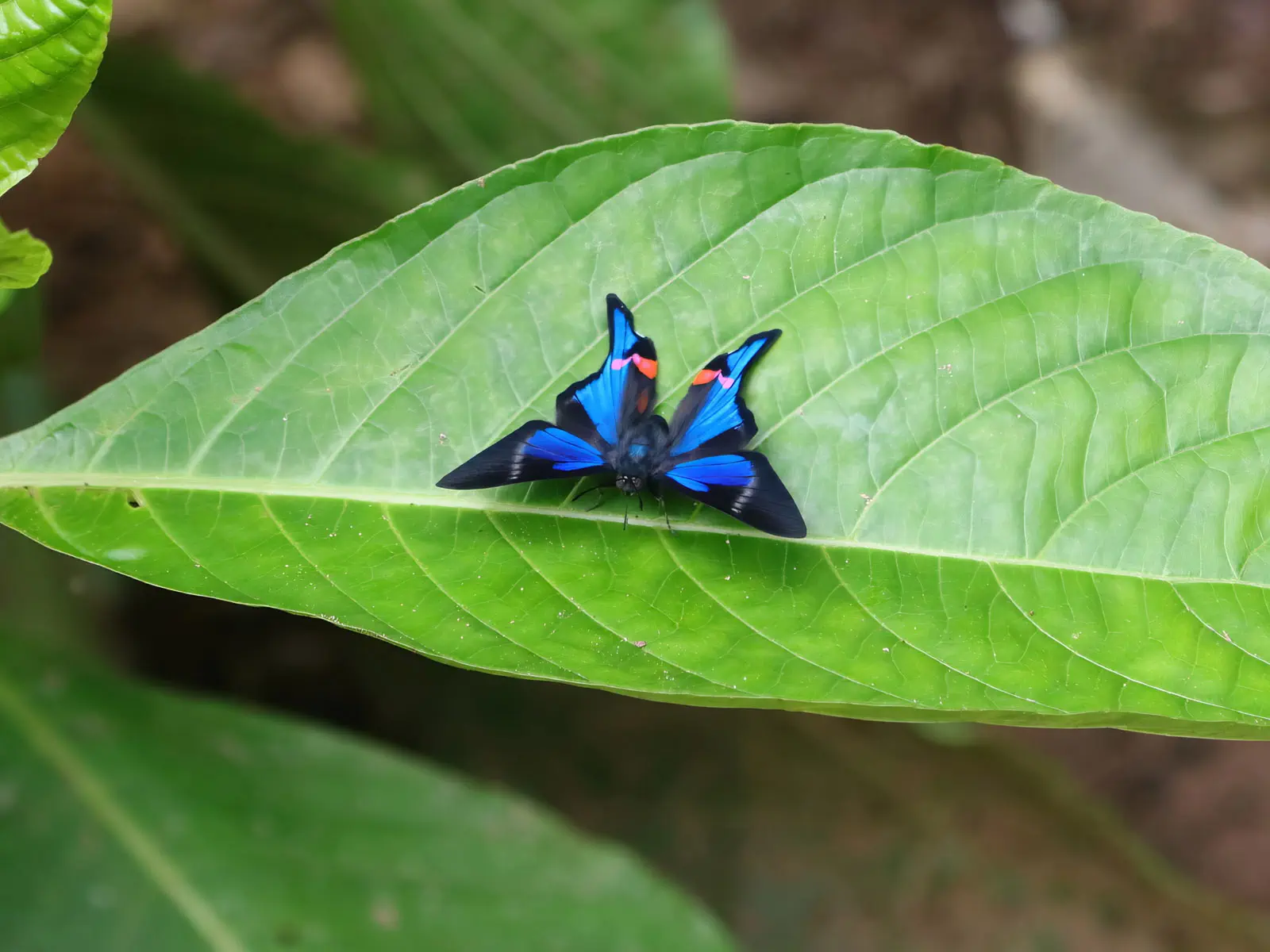 Madidi Jungle Tours