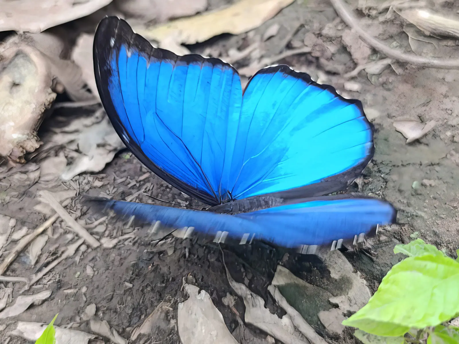 Madidi Jungle Tours