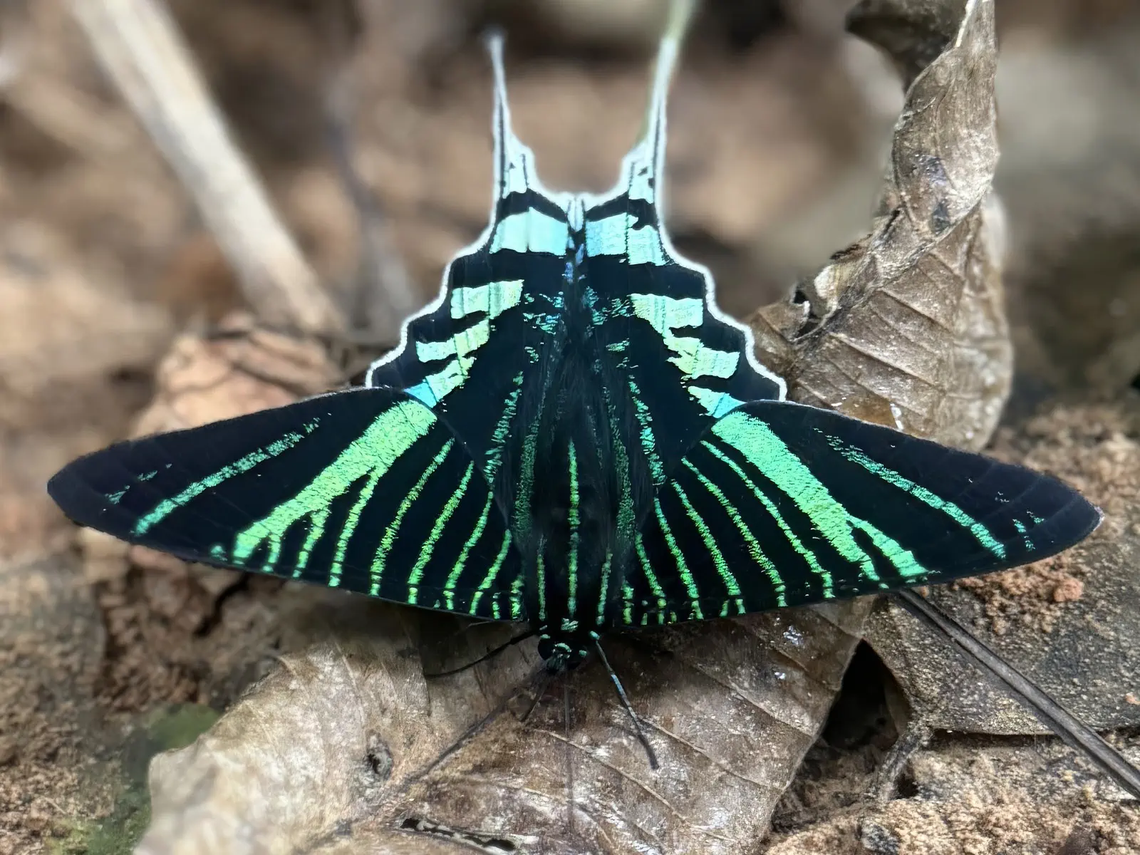 Madidi Jungle Tours
