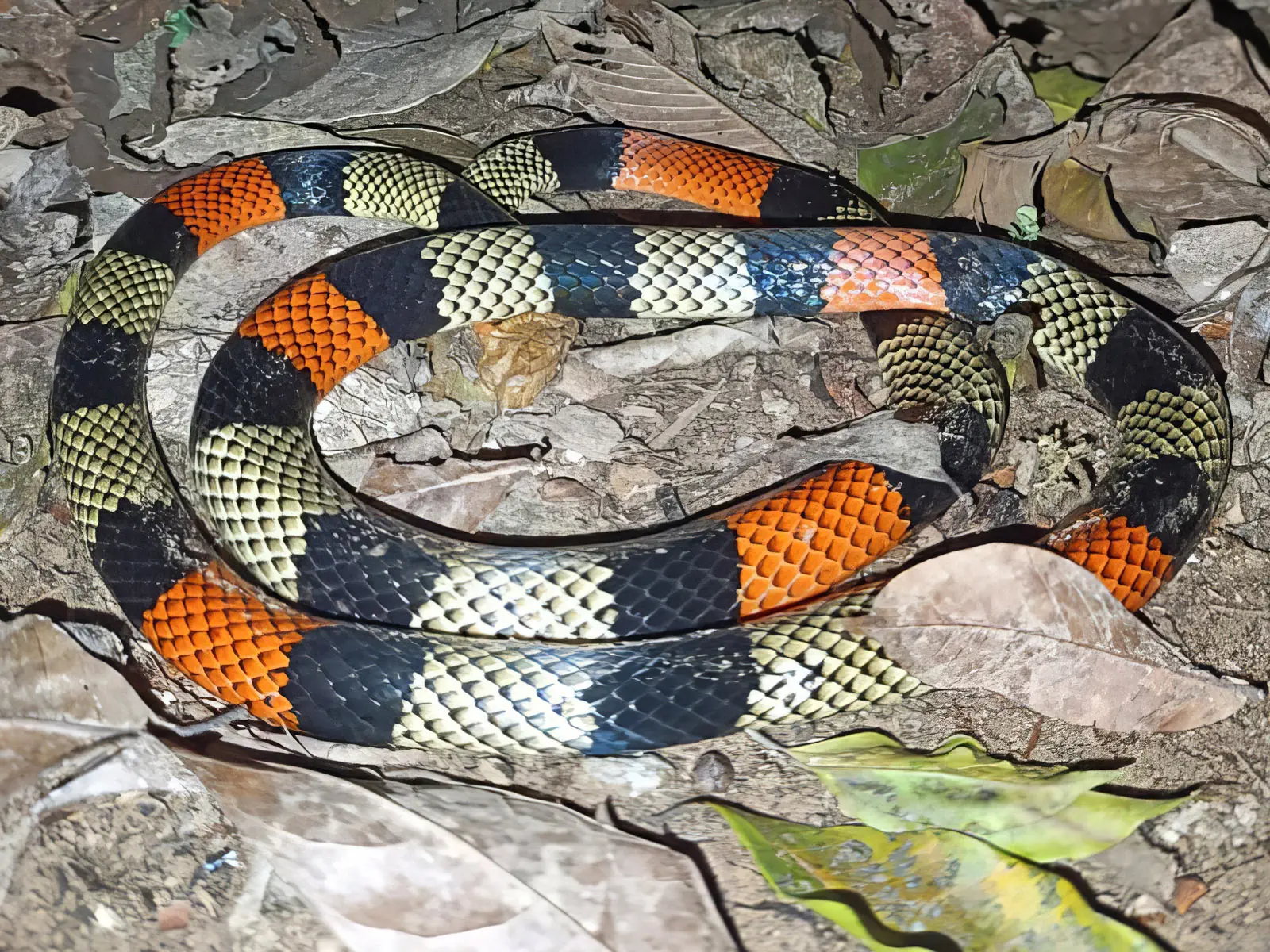 Madidi Jungle Tours