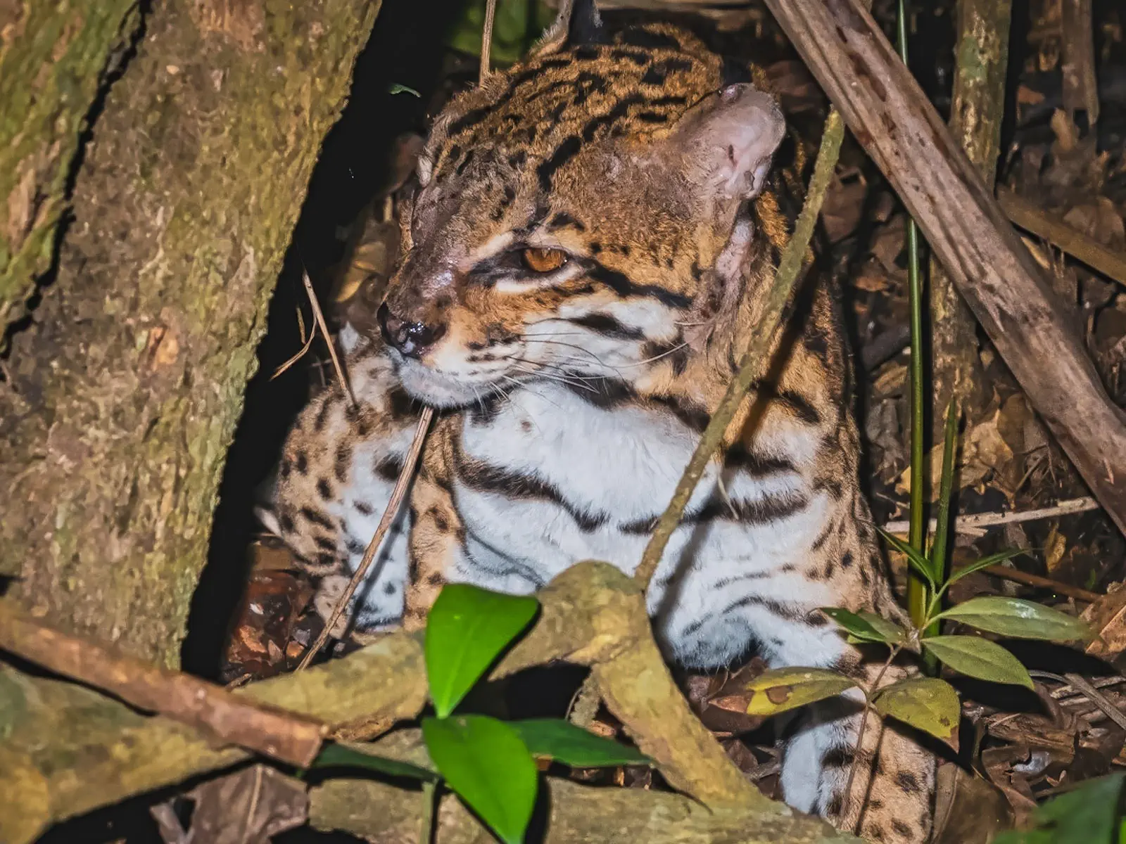 Madidi Jungle Tours