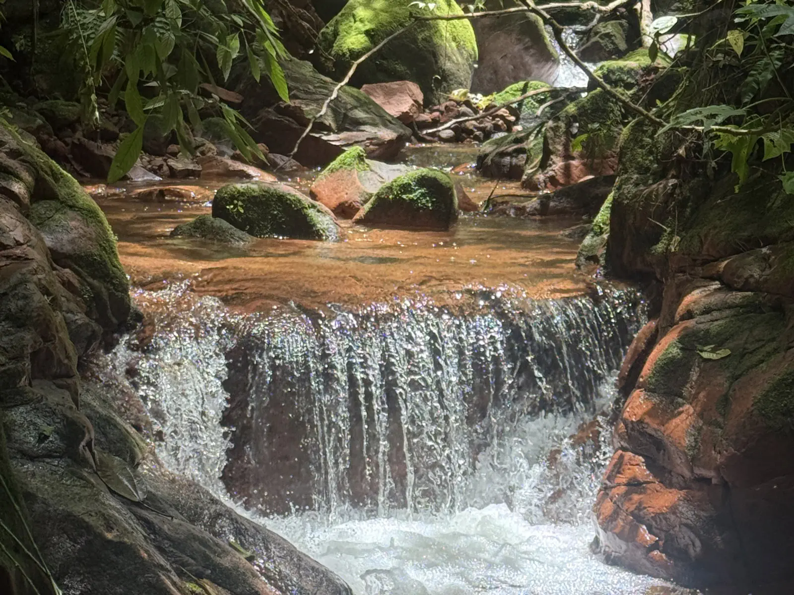 Madidi Jungle Tours