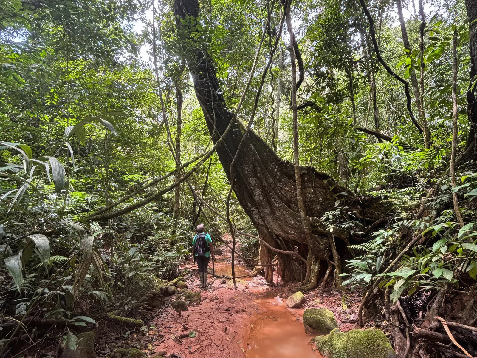 Madidi Jungle Tours