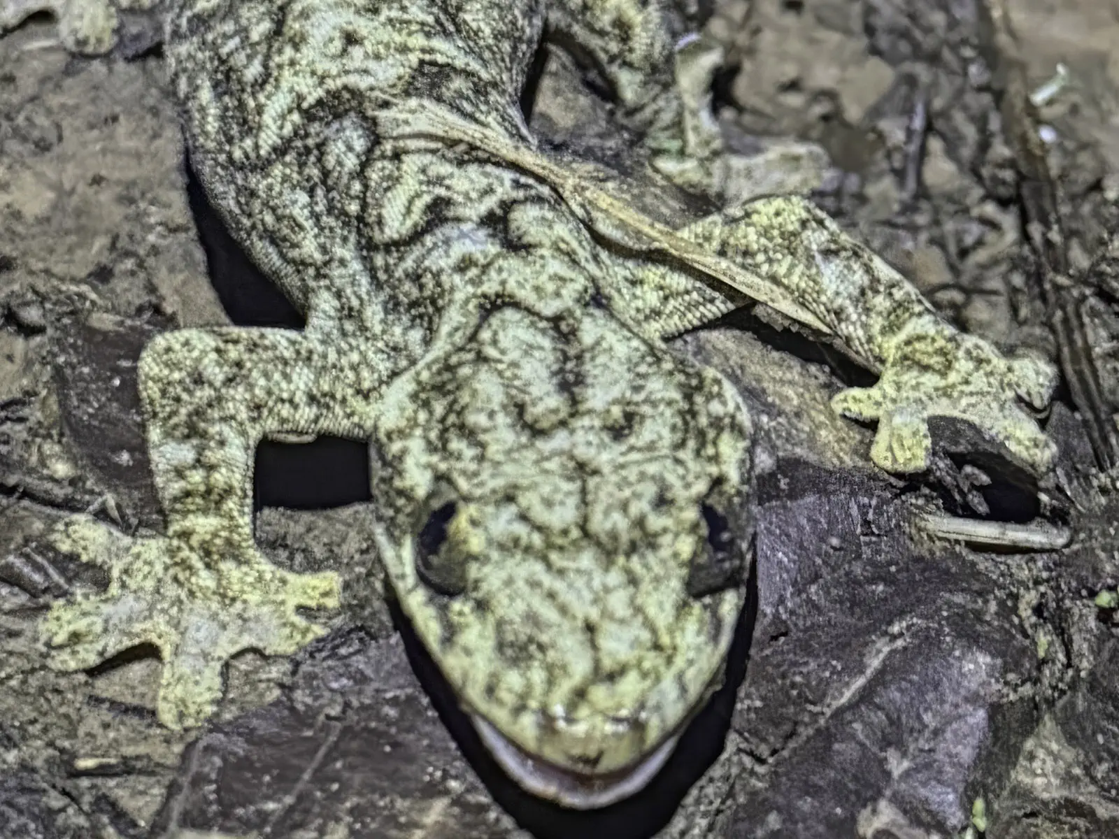 Madidi Jungle Tours