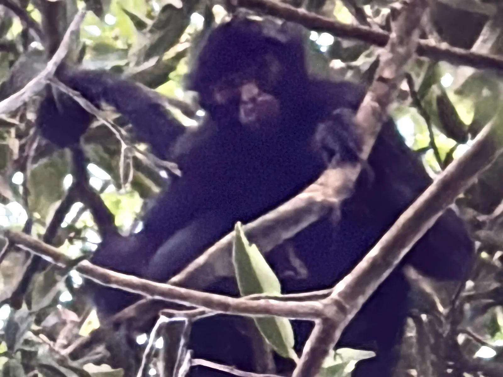 Madidi Jungle Tours