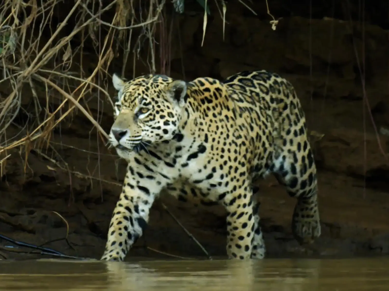 Madidi Jungle Tours
