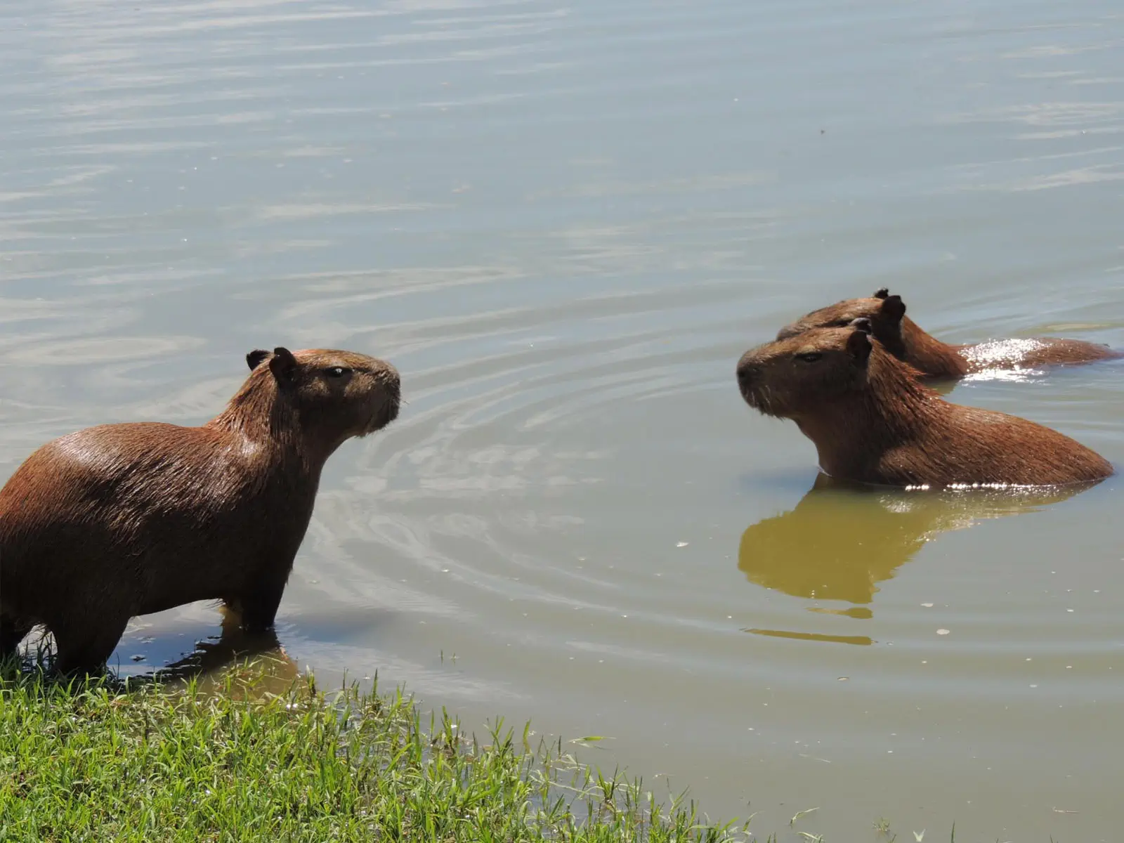 pampas yacuma wildlife 02
