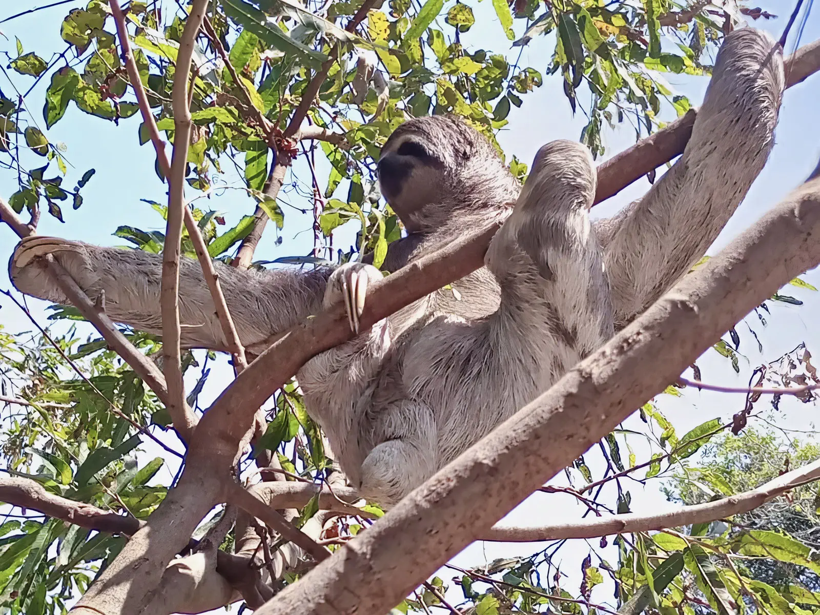pampas yacuma wildlife 03