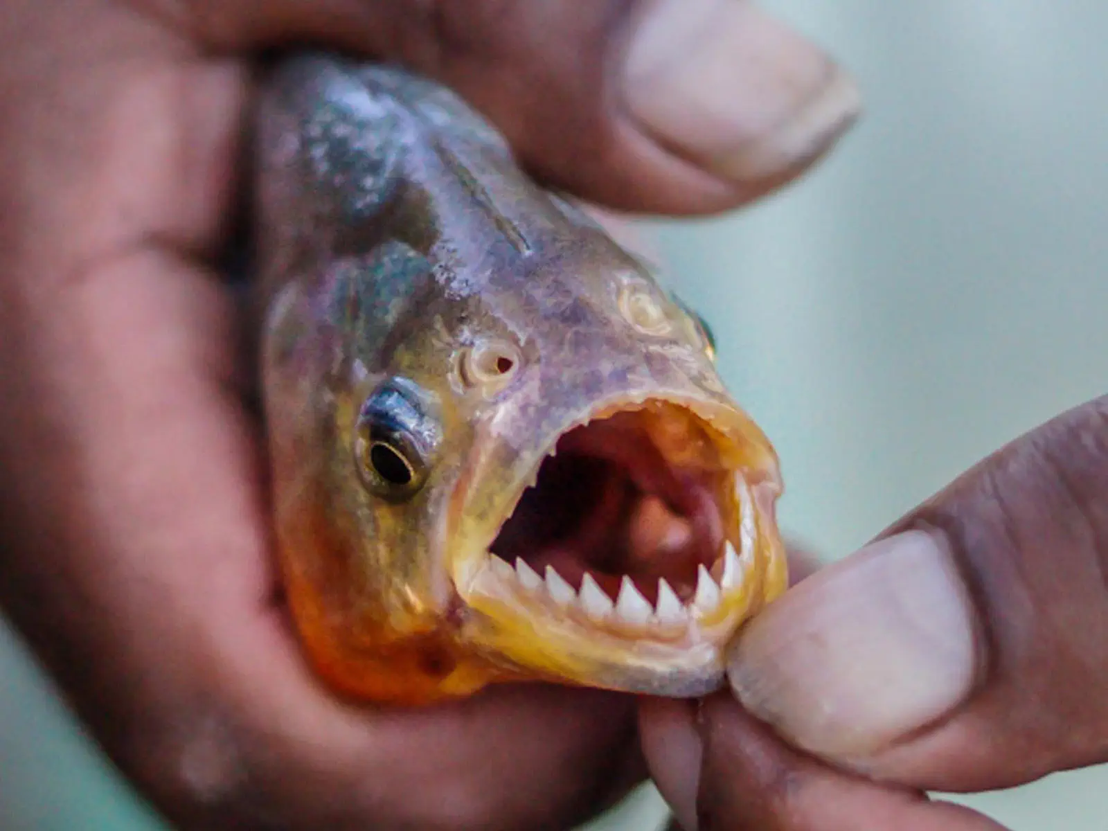 pampas yacuma wildlife 09