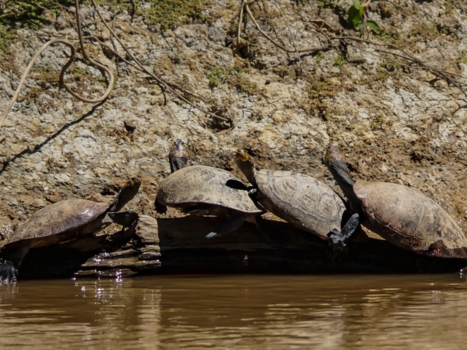 pampas yacuma wildlife 10